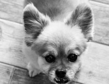 dogs  SMA News Today  A black-and-white photo of Katie Naiwocki's small dog, Emery, who's losing his hearing
