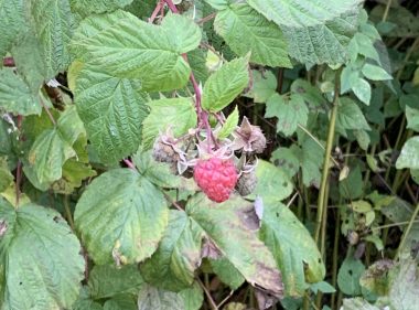 signs | SMA News Today | A single raspberry hangs from the plant long after the North Carolina region's first freeze of the year