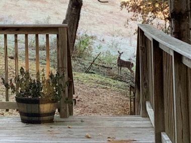 signs | SMA News Today | A deer stands gazing across the gravel road from the deck of Helen's cabin