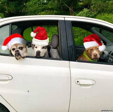 end of year | SMA News Today | Three dogs look out the windows of a car, one in the passenger seat, and two in the back seat. All are wearing Santa hats to celebrate Christmas.