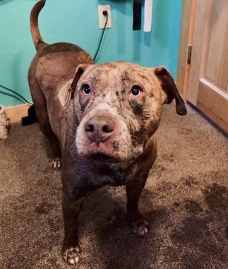 power | SMA News Today | Helen's dog Honey is covered in mud after playing outside. She is standing inside on a carpeted floor, which is also covered in mud.