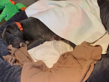 A dog is snuggled up in a large dog bed and covered with a blanket.