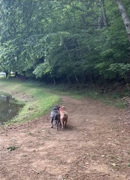 A horizontal phone photo shows two dogs, one black, the other brown, side-by-side on a dirt path next to a body of water on one side and a row of trees on the other. 